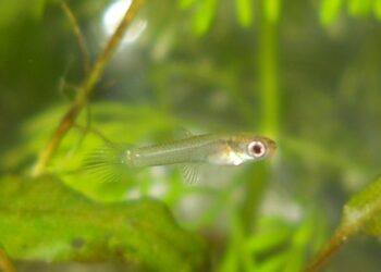 Où mettre bébé guppy ?