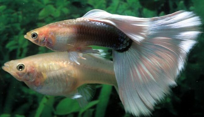 Où mettre bébé guppy ?