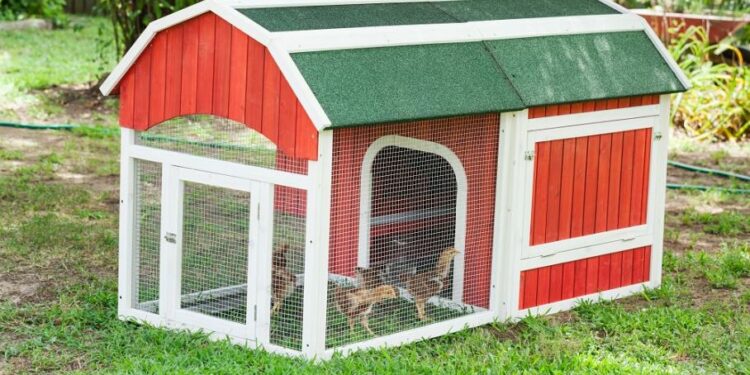 Où mettre de la paille dans le poulailler ?