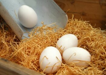 Où mettre de la paille dans le poulailler ?