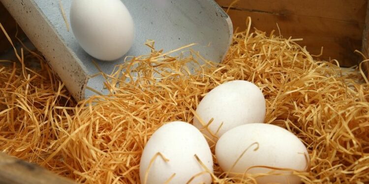 Où mettre de la paille dans le poulailler ?
