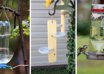 Où mettre de l'eau pour les oiseaux ?