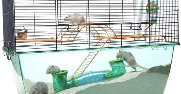 Où mettre la cage de sa gerbille ?