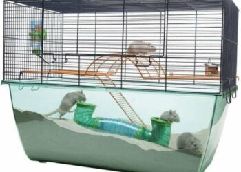 Où mettre la cage de sa gerbille ?