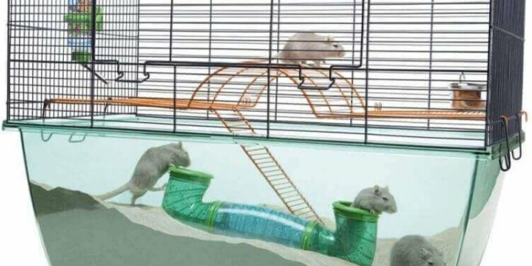 Où mettre la cage de sa gerbille ?