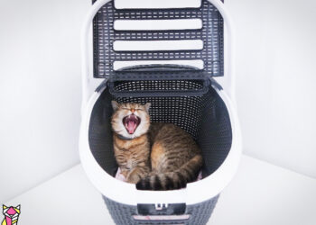 Où mettre la caisse du chat dans la voiture ?