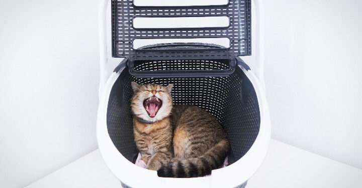 Où mettre la caisse du chat dans la voiture ?