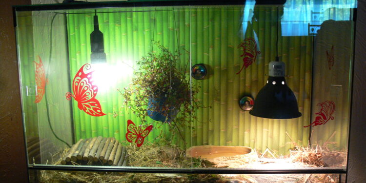 Où mettre la lampe chauffante dans un terrarium ?