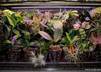 Où mettre la lampe chauffante dans un terrarium ?