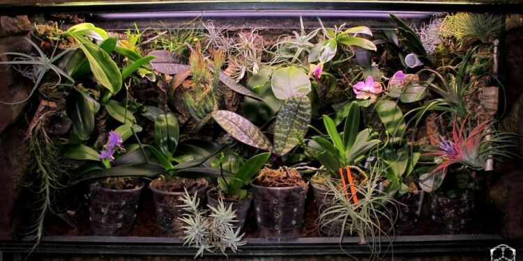 Où mettre la lampe chauffante dans un terrarium ?
