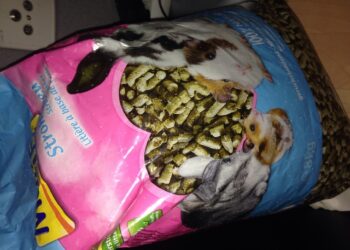 Où mettre la litière dans la cage du lapin ?