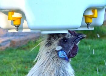 Où mettre l'abreuvoir des poules ?