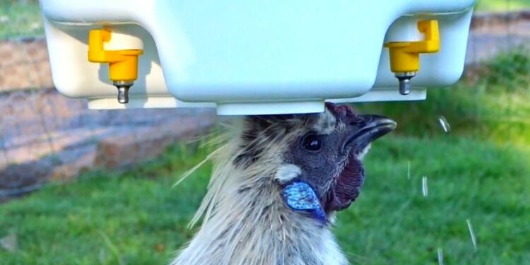 Où mettre l'abreuvoir des poules ?