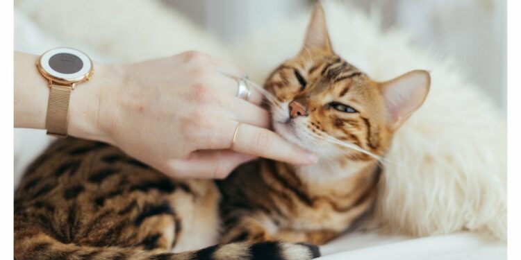 Où mettre le chat la nuit ?