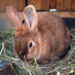 Où mettre le foin de mon lapin ?