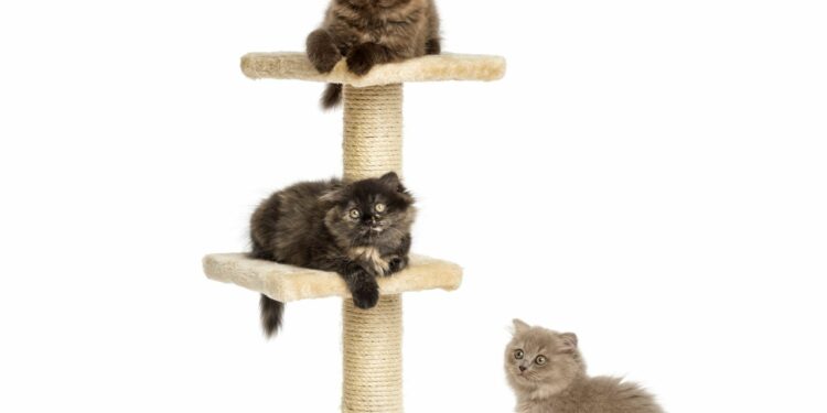 Où mettre le griffoir chat ?