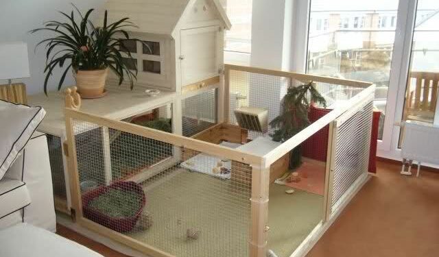 Où mettre le lapin dans la maison ?