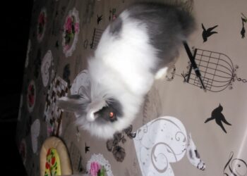 Où mettre le lapin dans la maison ?