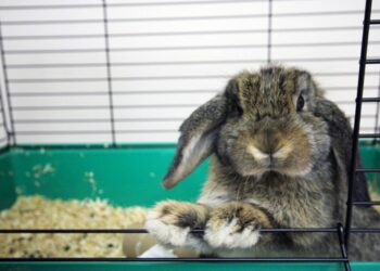 Où mettre le lapin dans la maison ?