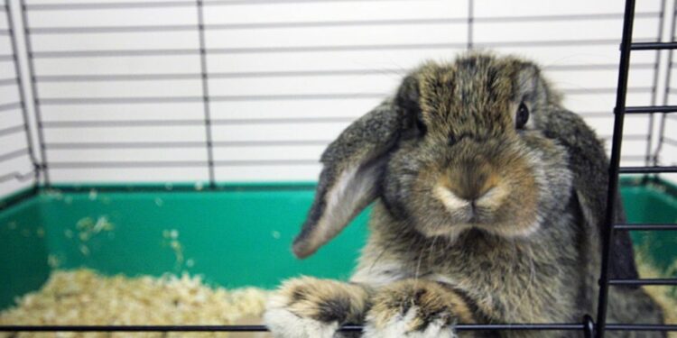 Où mettre le lapin dans la maison ?