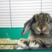 Où mettre le lapin dans la maison ?