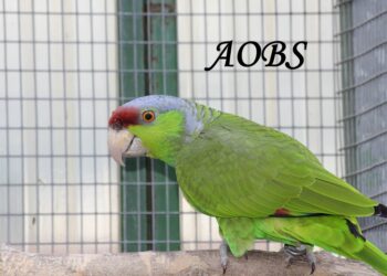 Où mettre le nid de la perruche ?