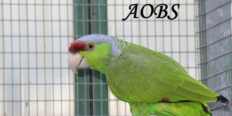 Où mettre le nid de la perruche ?