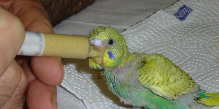 Où mettre le nid de la perruche ?