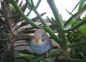 Où mettre le nid de la perruche ?