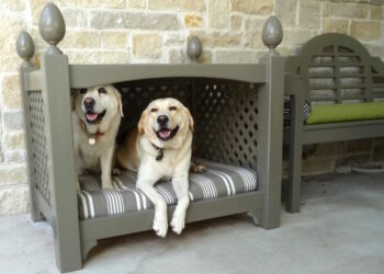 Où mettre le panier de mon chien ?