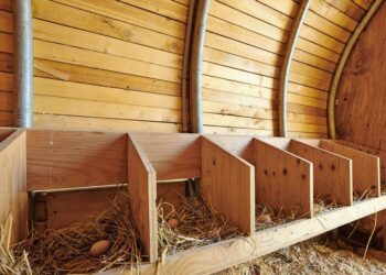 Où mettre le pondoir dans un poulailler ?