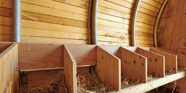 Où mettre le pondoir dans un poulailler ?