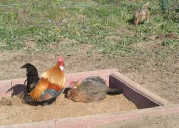 Où mettre le sable pour les poules ?