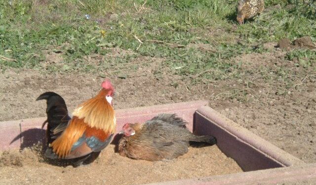 Où mettre le sable pour les poules ?