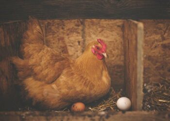 Où mettre l'eau dans la couveuse ?