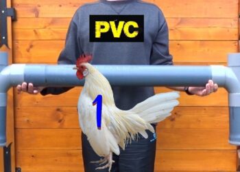 Où mettre l'eau pour les poules ?