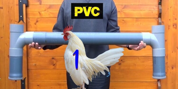 Où mettre l'eau pour les poules ?