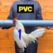 Où mettre l'eau pour les poules ?