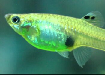 Où mettre les alevins guppy ?