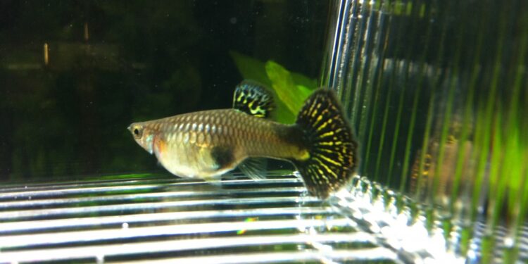 Où mettre les alevins guppy ?