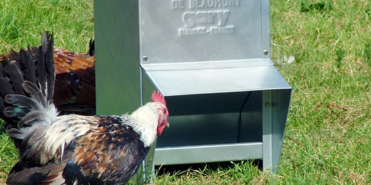 Où mettre les graines des poules quand il pleut ?
