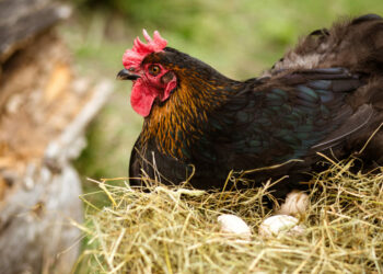 Où mettre les poussins après éclosion ?