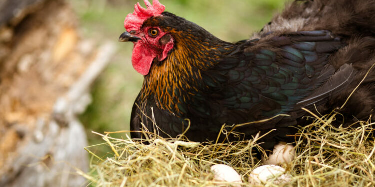 Où mettre les poussins après éclosion ?