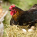 Où mettre les poussins après éclosion ?