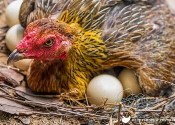 Où mettre les poussins après éclosion ?