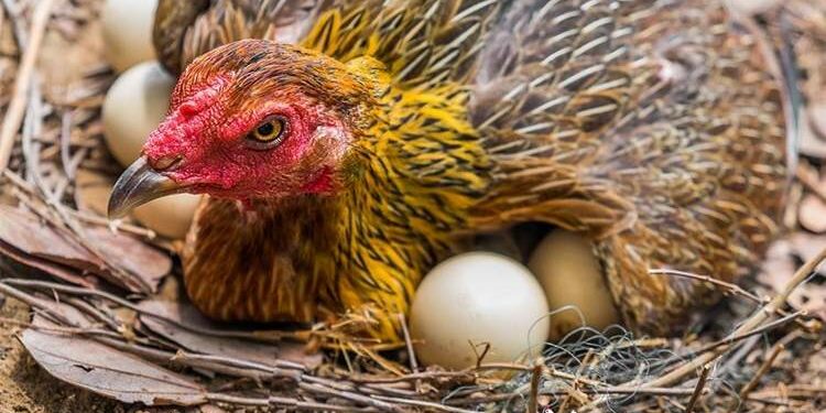 Où mettre les poussins après éclosion ?