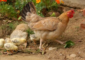 Où mettre les poussins après éclosion ?