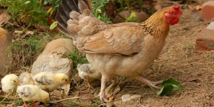 Où mettre les poussins après éclosion ?