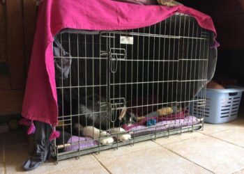 Où mettre mon chiot pendant absence ?