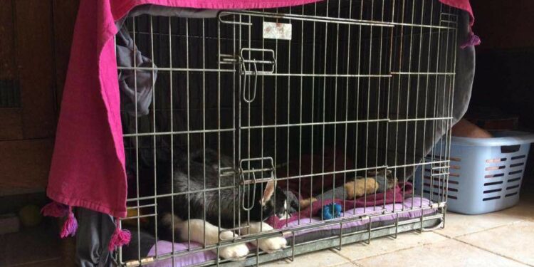 Où mettre mon chiot pendant absence ?